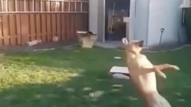 Funny dog playing video 😂😂