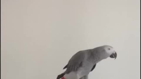 parrots singing and dancing