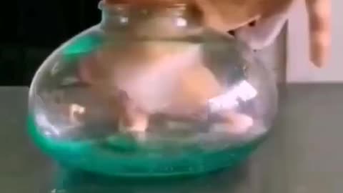 funny baby kitten #cat #shorts
