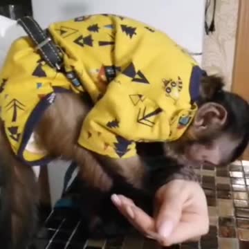 Мирон и йогурт