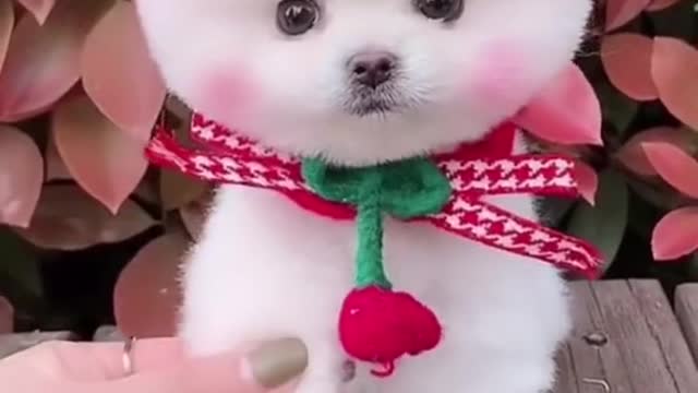 #The_Loveliest_Animals cute puppy video, cute baby dog video, beautiful baby dog, funny dog video