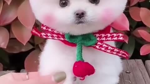 #The_Loveliest_Animals cute puppy video, cute baby dog video, beautiful baby dog, funny dog video