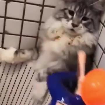 CALLING ALL CATS AND DOGS