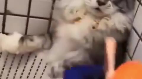 CALLING ALL CATS AND DOGS
