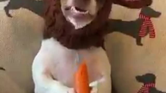 Funniest dog eating carrot 🥕