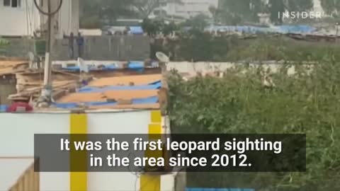 Leopard Attacked A School In India