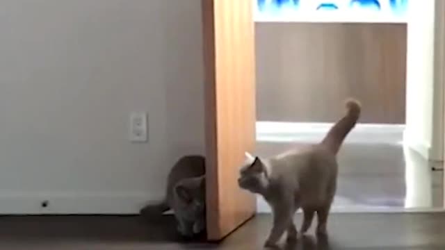 Funniest Cats 😹 - Don't try to hold back Laughter 😂 - Funny Cats Life