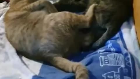 Punch each other