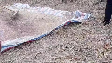 People here are fans and now they have nice rice to put in bags