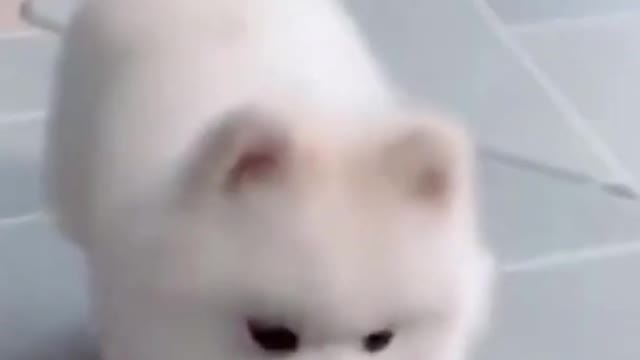 Funniest dog video, dog short training