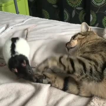 Tom and Jerry fight (cat and mouse) funny video