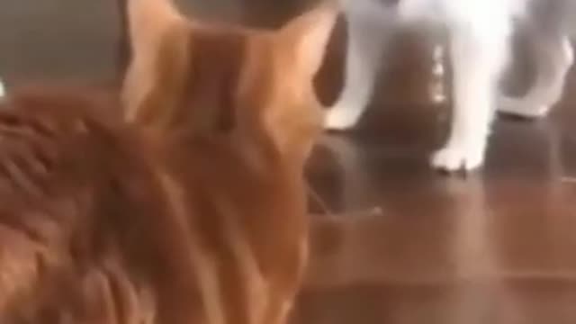 Funny Cute Dog and Cat Videos 2022 #Shorts