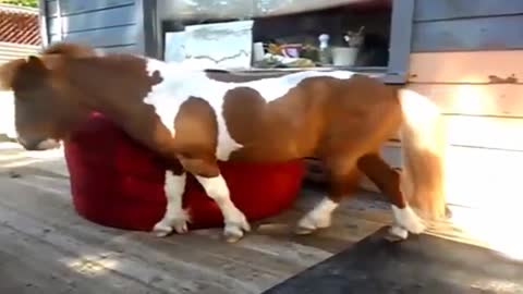 Vídeos engraçados de animais parte 2