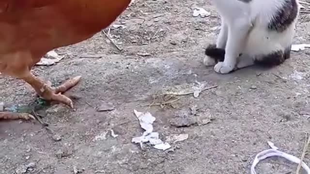 Very funny cat funny cock fighting moment