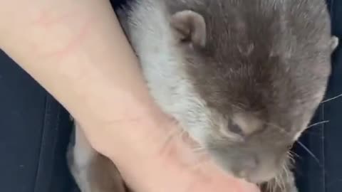 A sweet otter