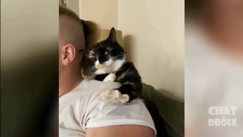 Essayer De Ne Pas Rire ✪ Vidéo De Chat À Mourir De Rire