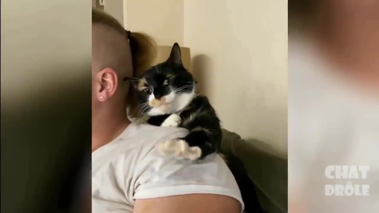 Essayer De Ne Pas Rire ✪ Vidéo De Chat À Mourir De Rire