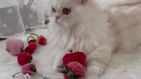Cat playing with strawberries 😺🍓