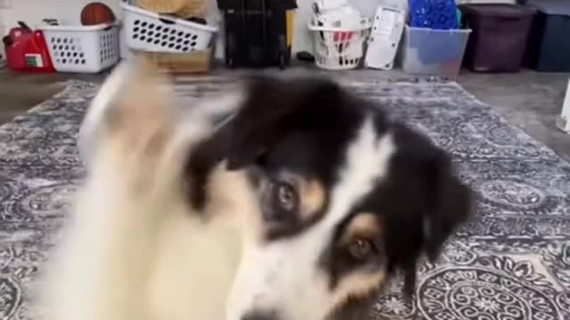 Sooo cuteš„°#dog #