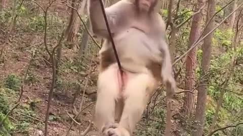 Monkey sit on wire