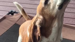 Maxx AKA BOOF WOOF