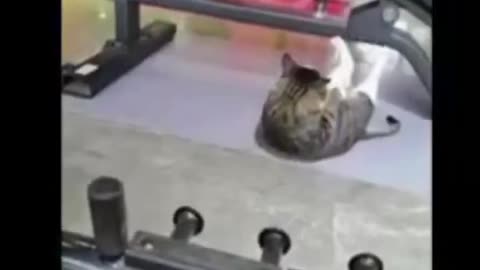 funny animal video ｜｜ animal video ｜｜ Sunrise Lifestyle 🌄