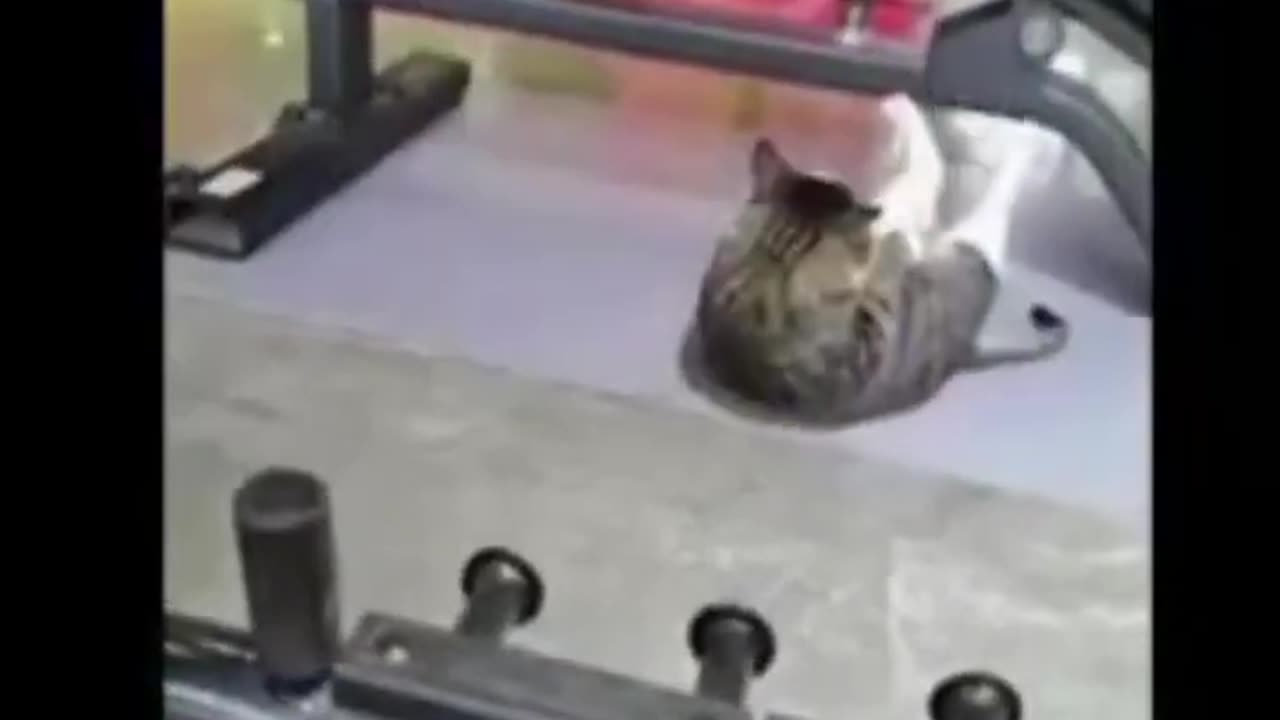 funny animal video || animal video || Sunrise Lifestyle 🌄