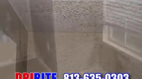 Expert Mold Remediation for a Healthier Home