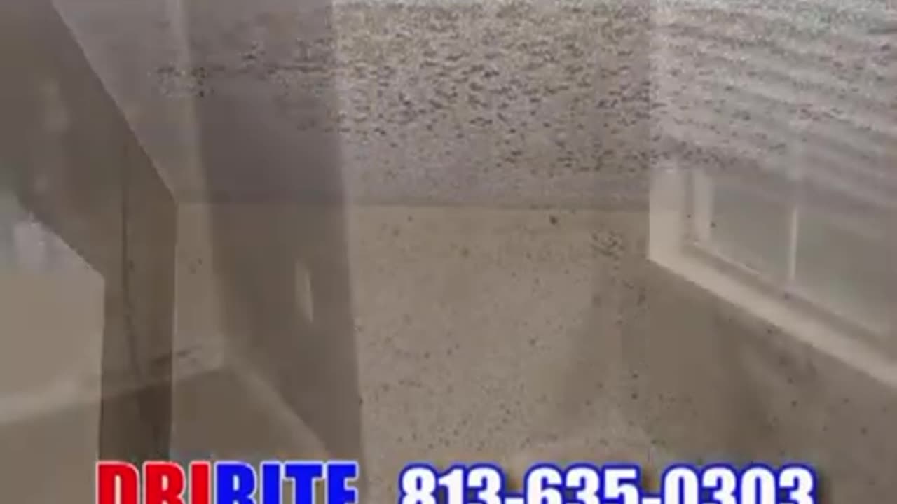 Expert Mold Remediation for a Healthier Home