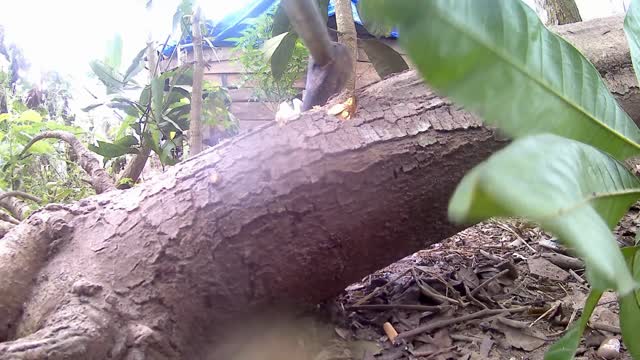Feng Shui Master said don’t leave slanted trees in front of and behind the house