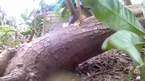 Feng Shui Master said don’t leave slanted trees in front of and behind the house
