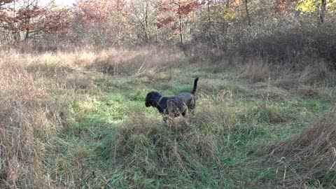 Anche un marcato può diventare un blind se il cane non è attento al lancio