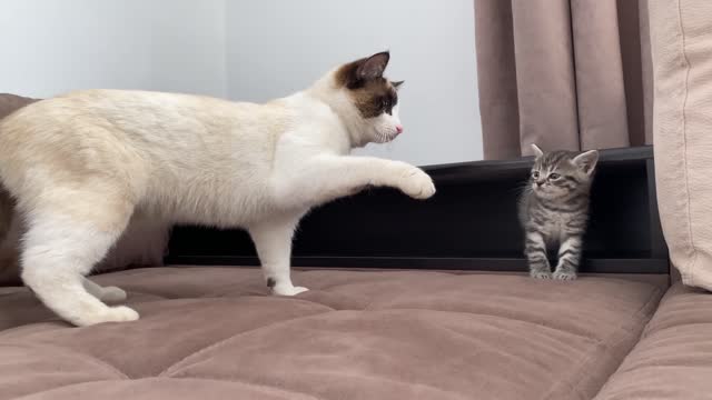 Funny Cat Reaction to New Baby Kitten