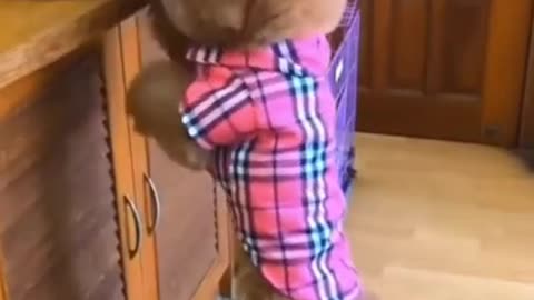 Cute Dog Steals Food