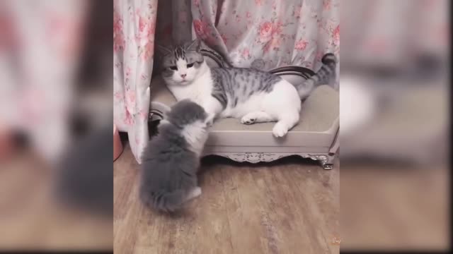 Baby cats cats and funny cats video compilation #8 Aww Animals