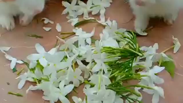 cute baby rabbit enjoying flowers Share aTTl|rabbit videol|| khargosh ka..
