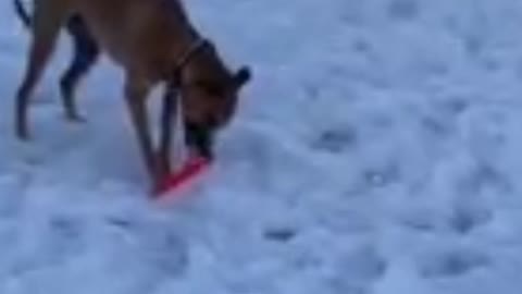 Dog 🐶🐕 sleds Down hill on frisbee