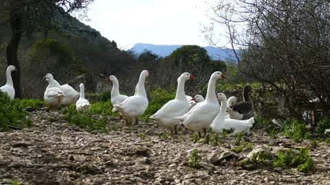 A fLock of gooses in the field