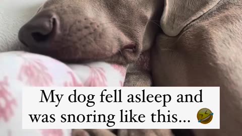 Doggie 😴 sounds sweet 🎂 #puppy#dog#adorable