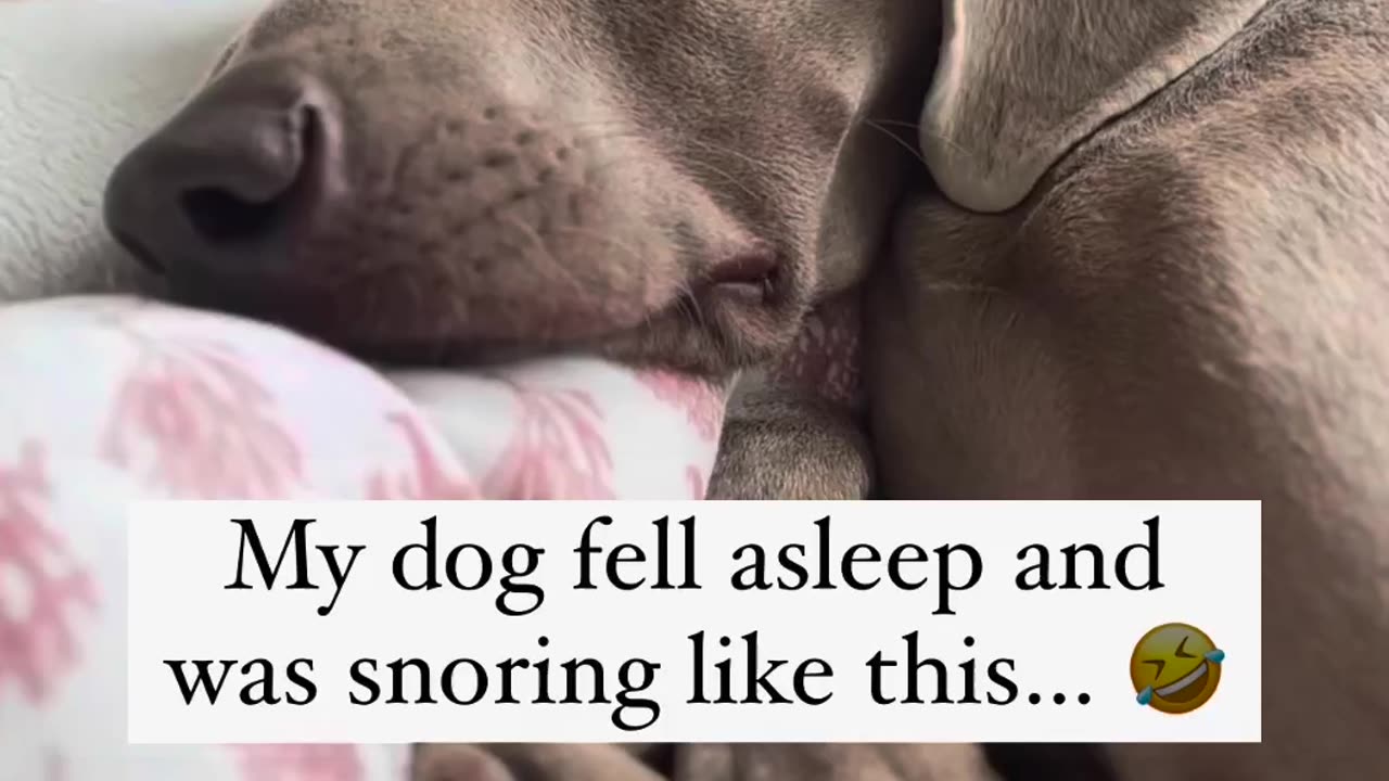 Doggie 😴 sounds sweet 🎂 #puppy#dog#adorable