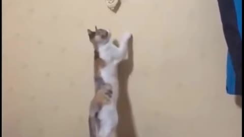 Cat and watch fun time 🐱