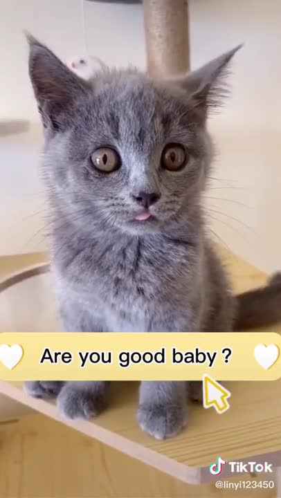 cat are soooooo funny super special cat talking video 2021