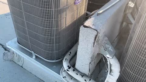 Roof of Seacrest1