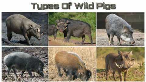 Types Of Wild Pigs_Cut.mp4