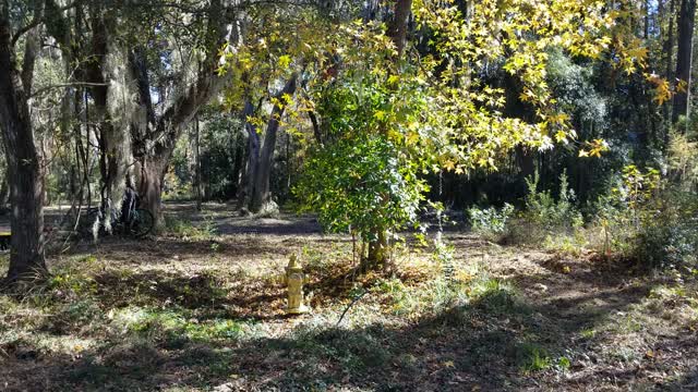 Beaufort SC Walk