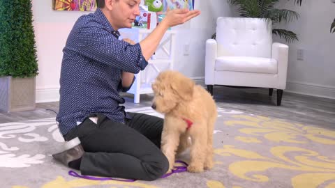 Teaching The First 7 Things To Your Dog: Sit, Leave it, Come, Leash walking, Name...)