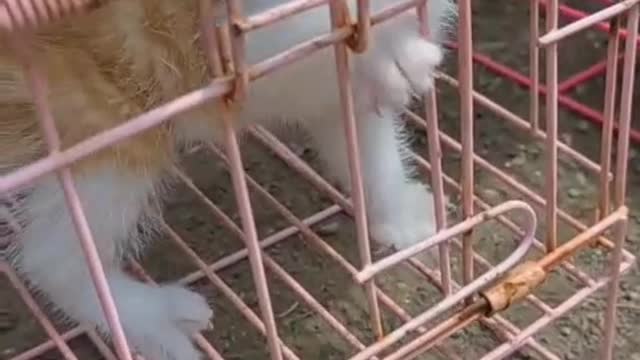 The cat is a creature