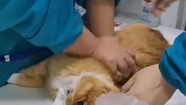 doctor could save this cat