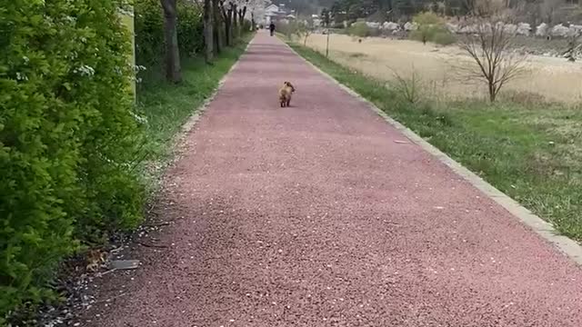 a puppy walking on cherry blossom road