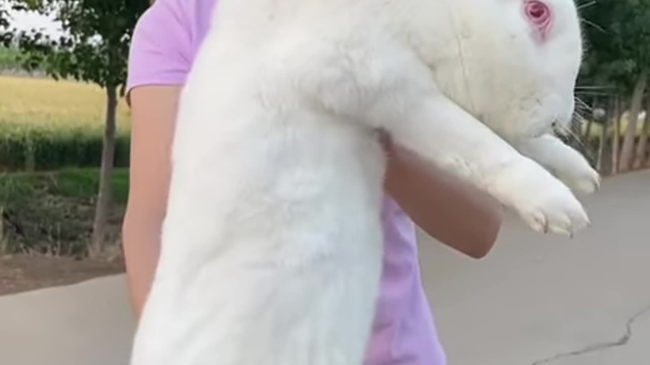 Adorable Huge Rabbit #shorts #rabbit #bunny